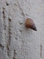 Bulimulus tenuissimus