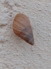 Bulimulus tenuissimus