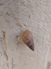 Bulimulus tenuissimus