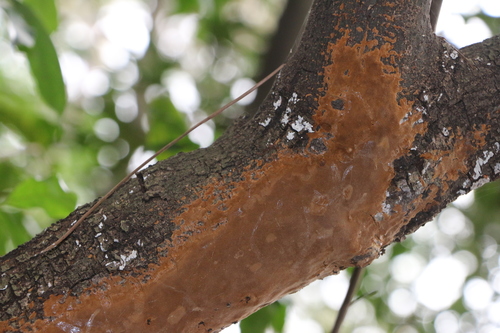 Taškuotoji kempinė nuotrauka