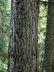 Larix occidentalis