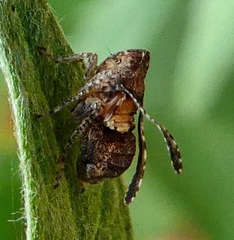 Danepteryx