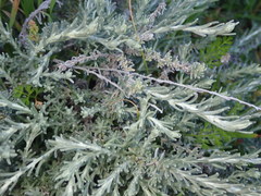 Artemisia caerulescens