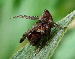 Danepteryx