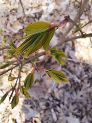 Euonymus alatus