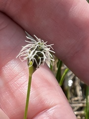 Fuirena scirpoidea