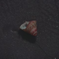 Jujubinus exasperatus