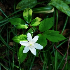 Anemonoides × pittonii