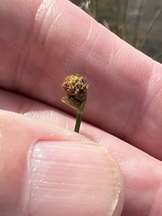 Fuirena scirpoidea