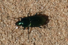 Poecilus versicolor