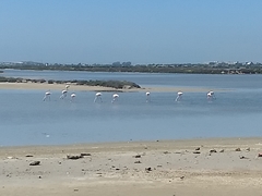 Phoenicopterus roseus