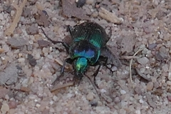 Poecilus versicolor