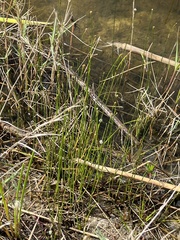 Fuirena scirpoidea
