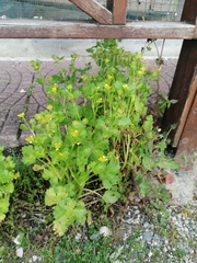 Ranunculus muricatus
