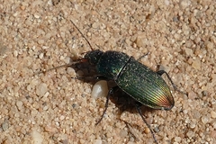Poecilus versicolor