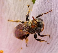 Macrotera