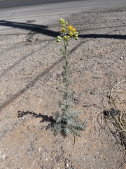 Hymenopappus flavescens