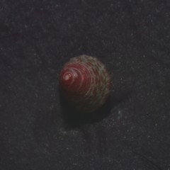 Jujubinus exasperatus