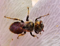 Macrotera