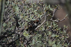 Passer hispaniolensis hispaniolensis