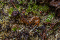 Lithobius variegatus rubriceps