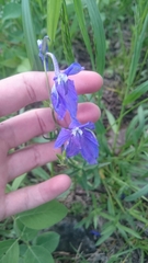 Delphinium bicolor