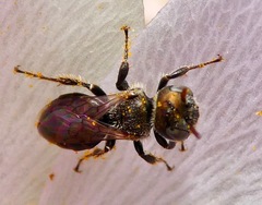 Macrotera
