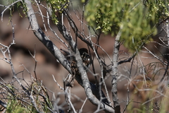 Passer hispaniolensis hispaniolensis