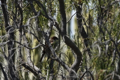 Passer hispaniolensis hispaniolensis
