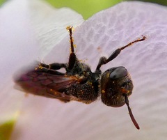 Macrotera