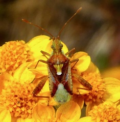 Harmostes reflexulus