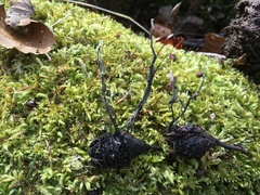 Xylaria carpophila