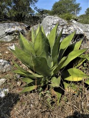 Agave gentryi