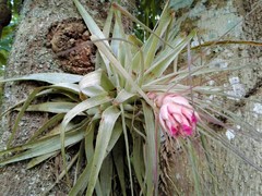 Tillandsia gardneri