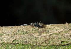 Camponotus novogranadensis