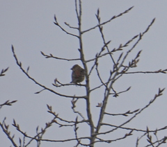 Emberiza citrinella