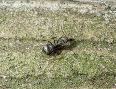 Camponotus novogranadensis