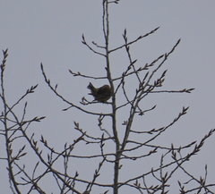 Emberiza citrinella