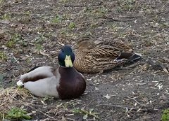 Anas platyrhynchos