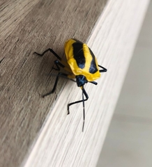 Arocera aequinoxialis