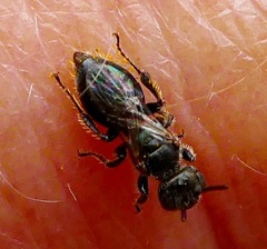 Macrotera