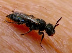 Macrotera