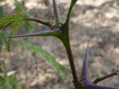Pseudomyrmex spinicola