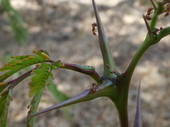 Pseudomyrmex spinicola