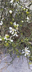 Citrus trifoliata
