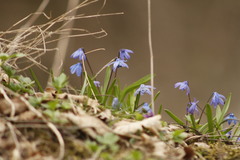 Scilla siberica