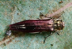 Agrilus quadriguttatus niveiventris