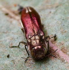 Agrilus quadriguttatus niveiventris
