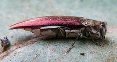 Agrilus quadriguttatus niveiventris