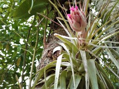 Tillandsia gardneri